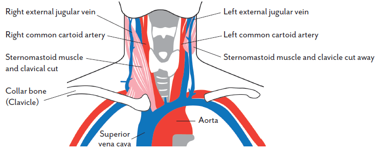 Поток крови через переднюю часть шеи